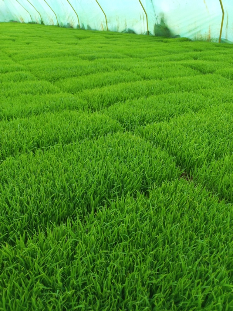 بانک نشاء نجفیان؛ تامین کننده انواع نهال و نشاء در بندر انزلی – آبکنار