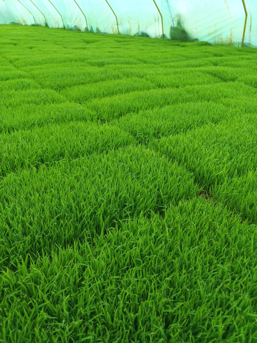 بانک نشاء نجفیان؛ تامین کننده انواع نهال و نشاء در بندر انزلی – آبکنار