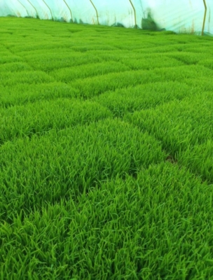 تولید و عرضه انواع نهال